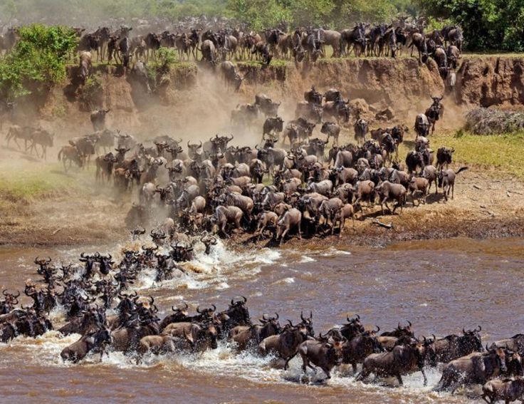 Maasai Mara National Reserve