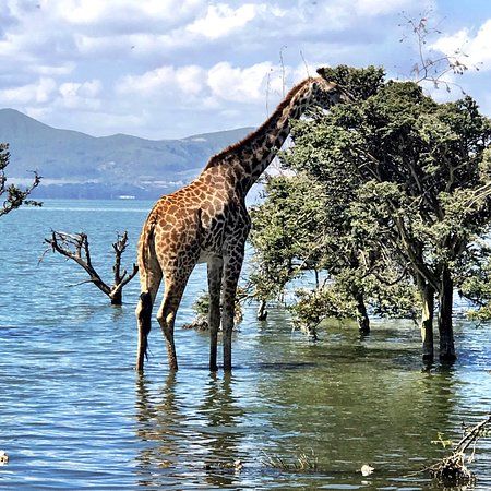Lake Naivasha