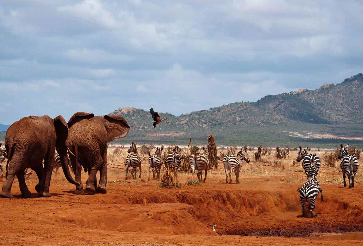 Tsavo West National Park