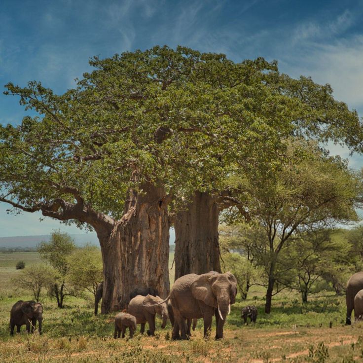 Tarangire National Park