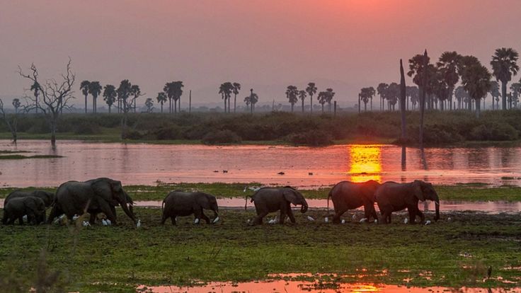 Nyerere National Park