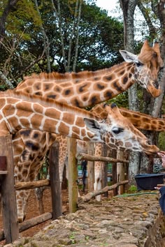 1 Day Nairobi National Park Safari