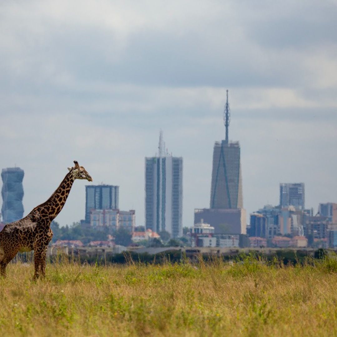 1 Day Nairobi National Park Safari
