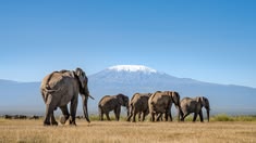 5-Day Kenya Safari: Maasai Mara, Amboseli & Lake Naivasha