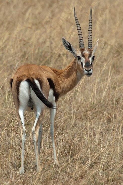 7-Day Maasai Mara, Amboseli, Naivasha, Hell's Gate & Nakuru Safari