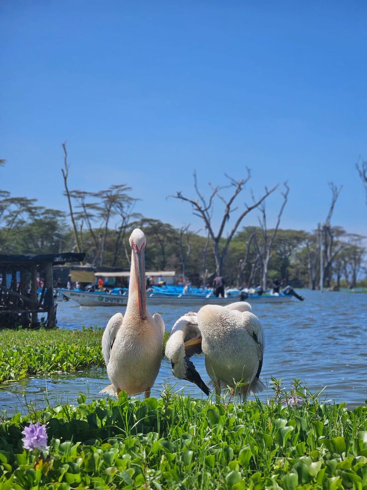 Lake Naivasha