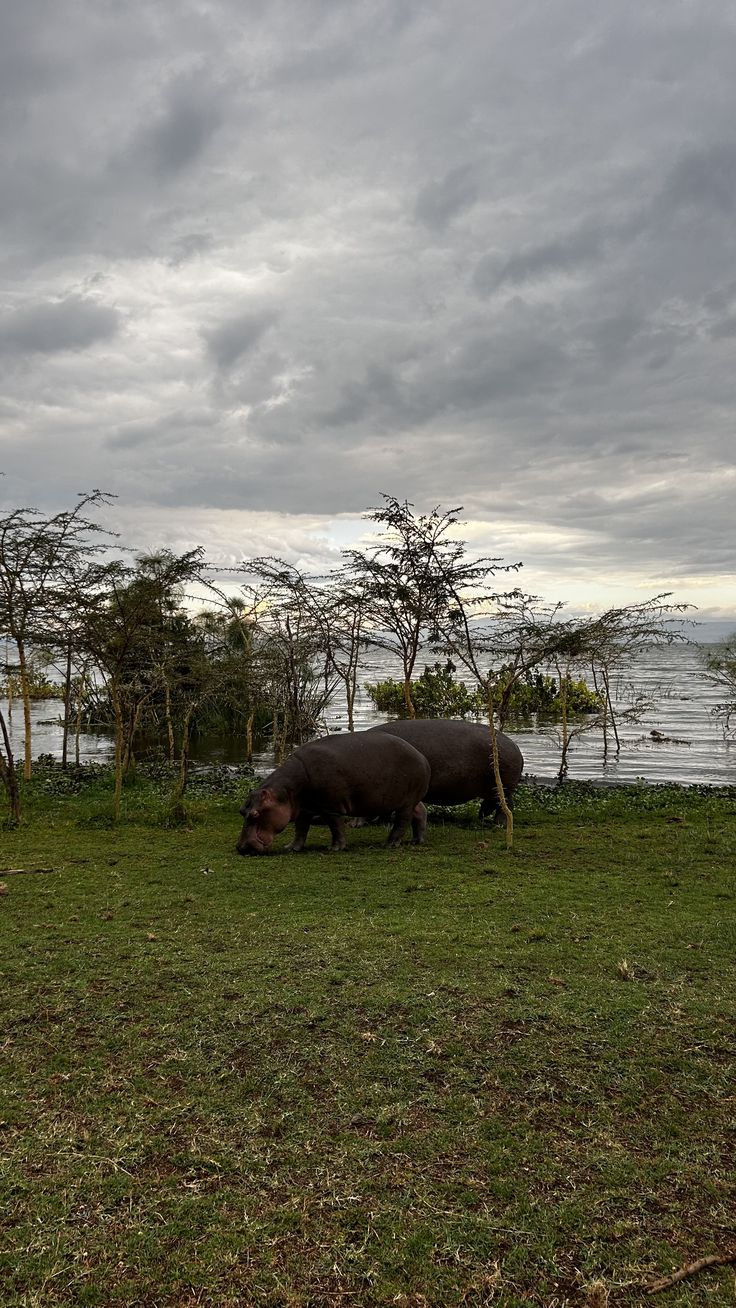 Lake Naivasha