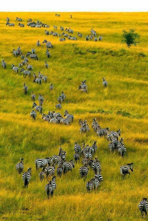 Maasai Mara National Reserve