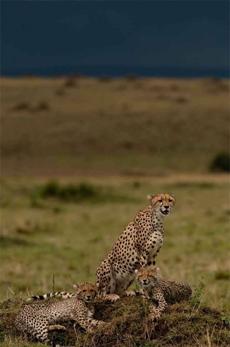 Maasai Mara