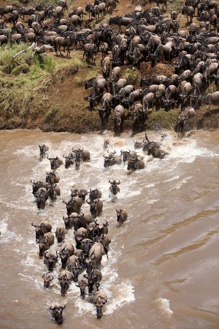Maasai Mara
